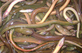 求黄鳝养殖视频