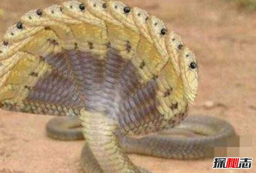 多头蛇是怎么来的