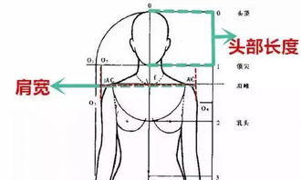 肩宽标准对照表女生