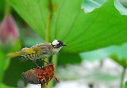 鸟网沈阳文化传播有限公司怎么样？