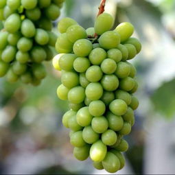 阳光玫瑰葡萄图片高清