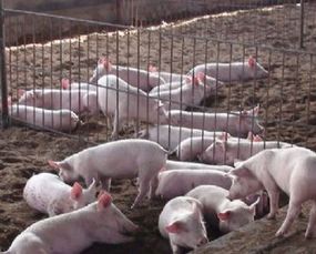 养猪场成本多少？