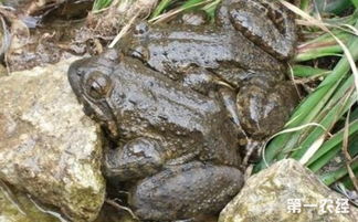 石蛙多少钱一斤