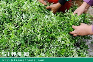 艾草泡脚的功效与作用有哪些？