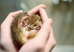 冬眠的动物有哪些