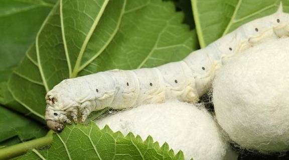 蚕宝宝除了吃桑叶还能吃什么，蚕宝宝是什么样的