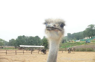 “鸵鸟政策”是什么？