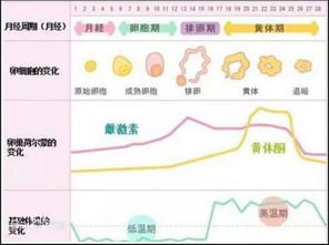 女性生理周期怎么算