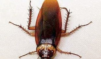 为什么蟑螂又叫“偷油婆”?