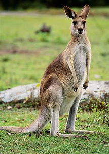 袋鼠在哪个国家英文