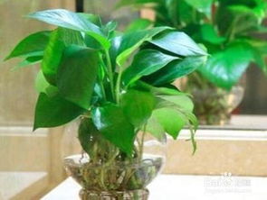 绿萝怎么养才能更旺盛叶子更绿油亮