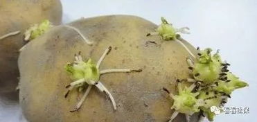 土豆刚冒出一点小芽的能吃吗