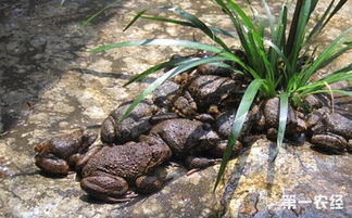 石蛙养殖技术及场地建造，石蛙养殖技术视频图片教程