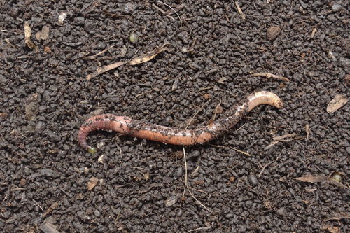 梦见蚂蝗在吸自己的血是什么预兆