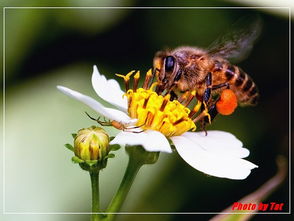 蜜蜂仔抄了吃了有什么好处