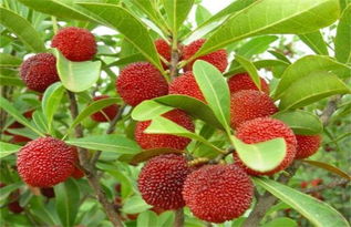 采摘杨梅的文案