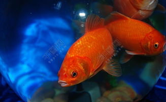 红鲤鱼与绿鲤鱼与驴，红鲤鱼与绿鲤鱼绕口令