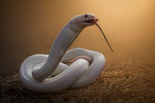 蛇宝宝起名大全女孩