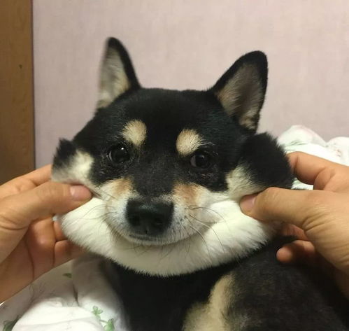 情侣头像动物可爱一组