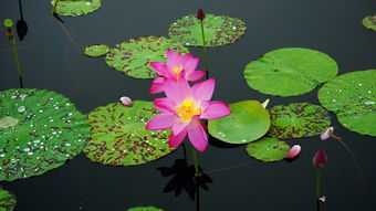 地莲花图片大全