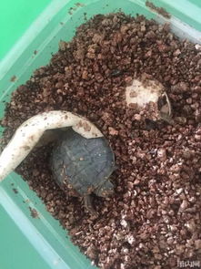 乌龟怎么孵化蛋的？