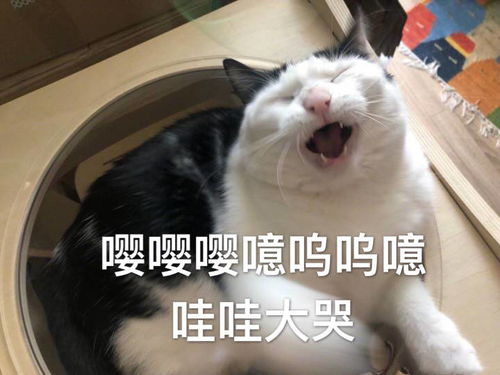 豆瓣鹅组被停用整改两个月，此次停用是为了整改什么？