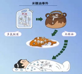 日本米糠油事件污染物是什么，米糠油事件的原因?
