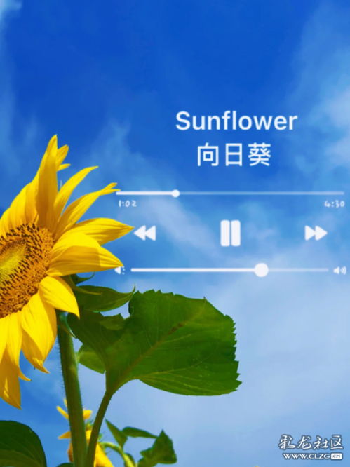 心向阳光下一句是什么?