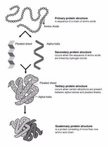 多肽是什么,它的功效与作用