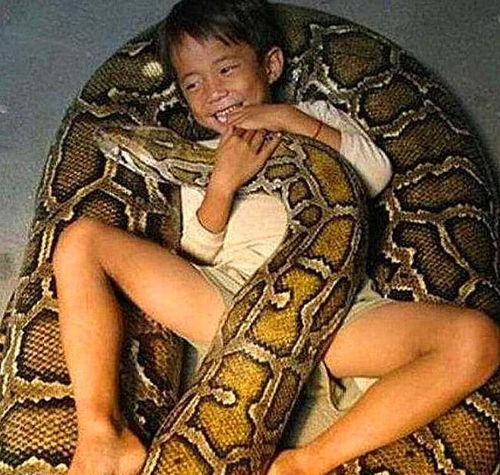 女人梦见一条大蟒蛇是什么征兆