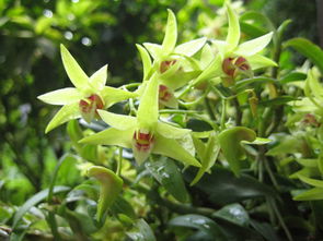 喝铁皮石斛水注意事项与禁忌