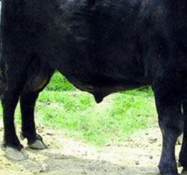 什么叫大黑牛卡？