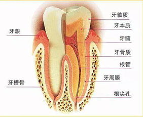 北京智齿科技怎么样？有了解的吗