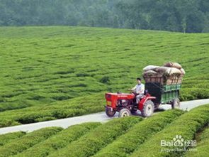 现在农村如何致富?