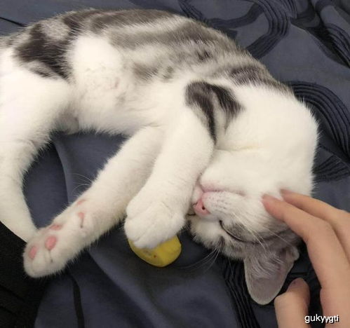 私房猫炸鸡裹粉怎么用,私房猫沙拉酱怎么样