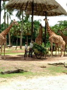 长隆野生动物园门票多少钱