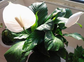 一帆风顺的花是什么样的？（请附图），图片和文字