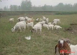 养殖业什么最赚钱农村