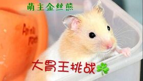 为什么二十五是仓鼠王老姥跟仓鼠王老爷的生日？为