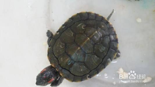 怎么养乌龟?