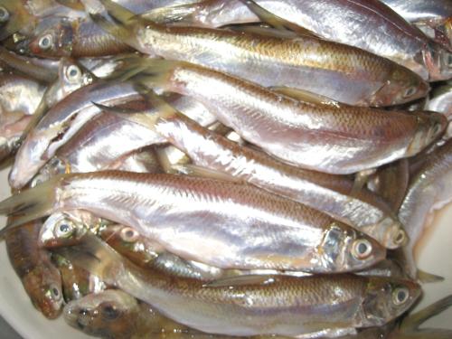 有什么鱼的种类，有什么鱼的名字