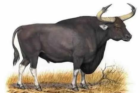 属牛人2021年运势运程运程