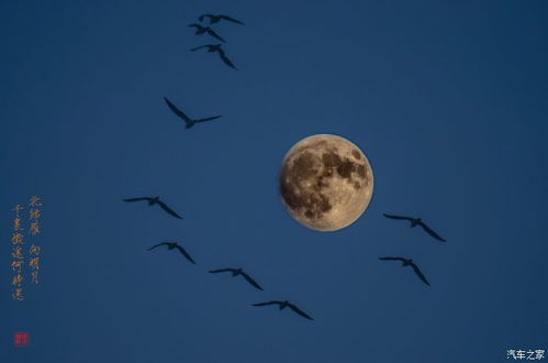 但愿人长久，千里共婵娟的意思