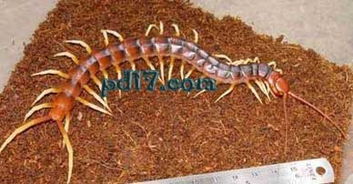 世界上最大的蜈蚣有多少米,世界上最大的蜈蚣视频