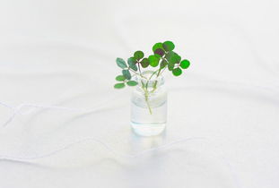 mint linux mate 界面和cinnamon界面的区别