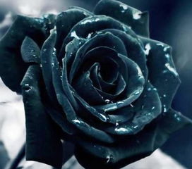 黑玫瑰花语，黑玫瑰花图片