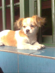 宠物狗狗品种图片大全,狗图片大全 品种