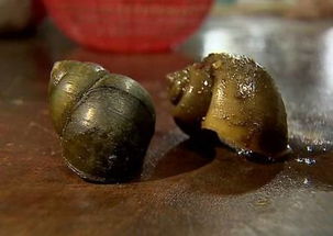 福寿螺和田螺的区别哪一个好吃,福寿螺和田螺的区别