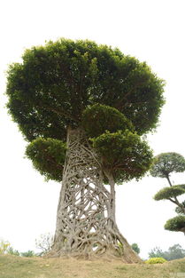 大树网的产品及服务