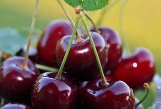 车厘子自由 英文,车厘子自由等级